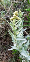 Atriplex cinerea