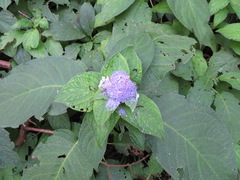 Hydrangea involucrata
