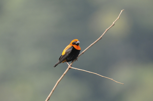 Black-winged Bishop