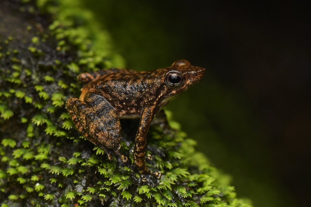 Jerdon's Olive-Brown Frog