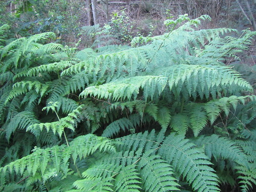 Hypolepis sparsisora, photograph 5
