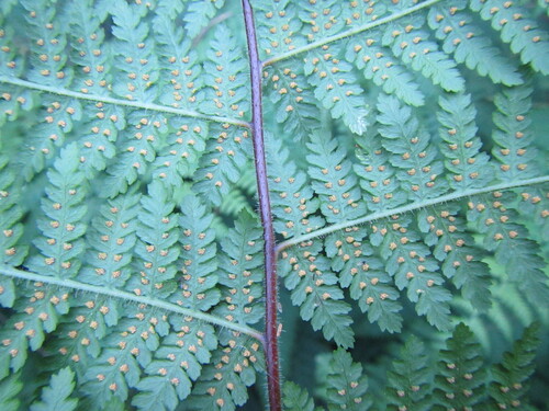 False Bracken (Hypolepis sparsisora)