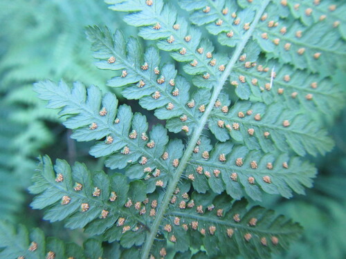 Hypolepis sparsisora, photograph 3