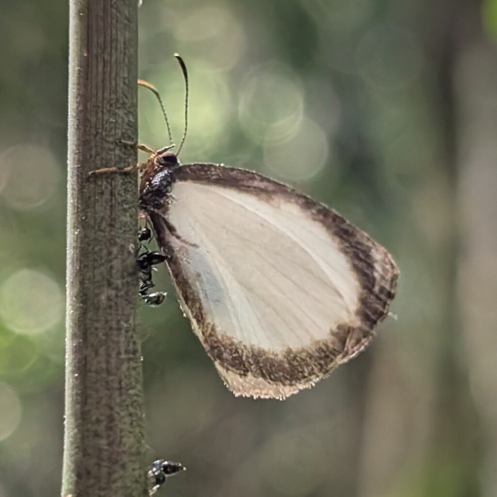 Liptena simplicia