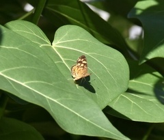 Anthanassa frisia