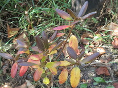 Rhododendron sichotense