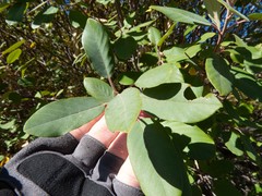 Frangula californica ursina