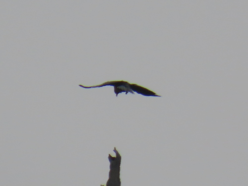iNaturalist observation 2025-08-16