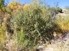 Frangula californica ursina