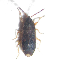 Lanchnophorus