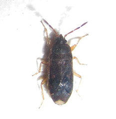Lanchnophorus