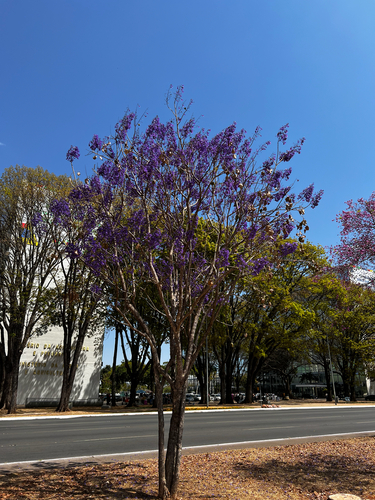 Jacaranda brasiliana, photograph 2