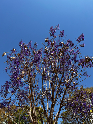 Palisander (Jacaranda brasiliana)