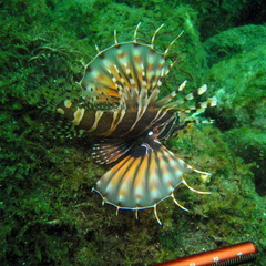 Zebra Turkeyfish photo 4