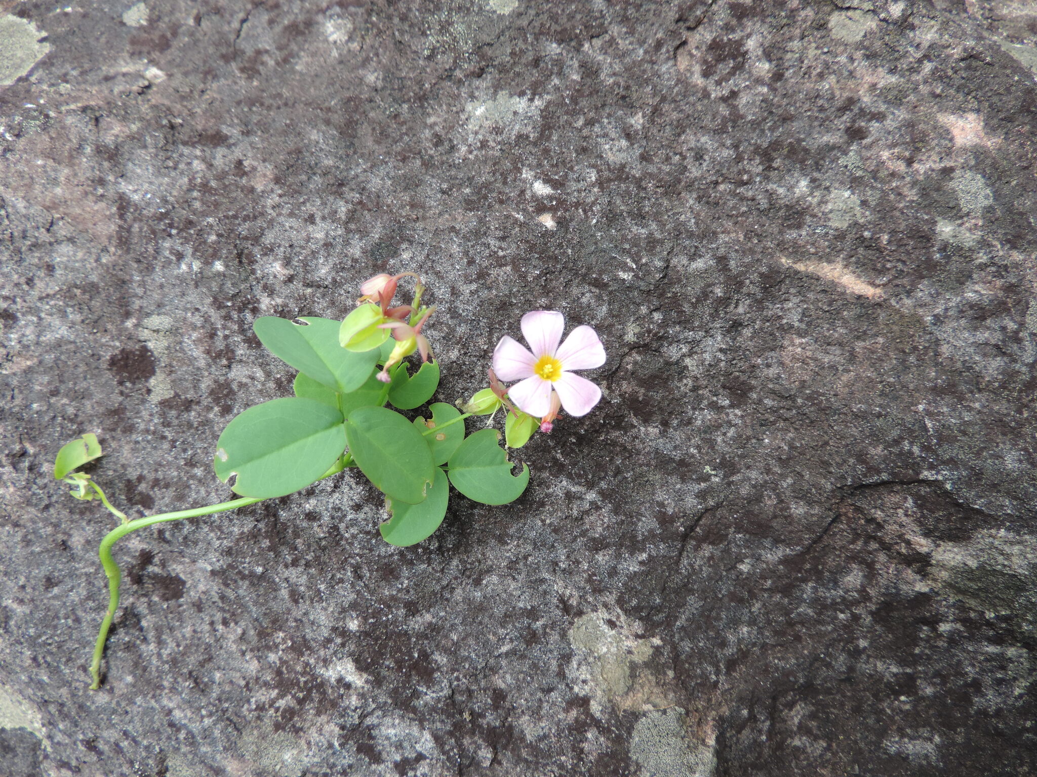 Oxalis pilulifera Progel