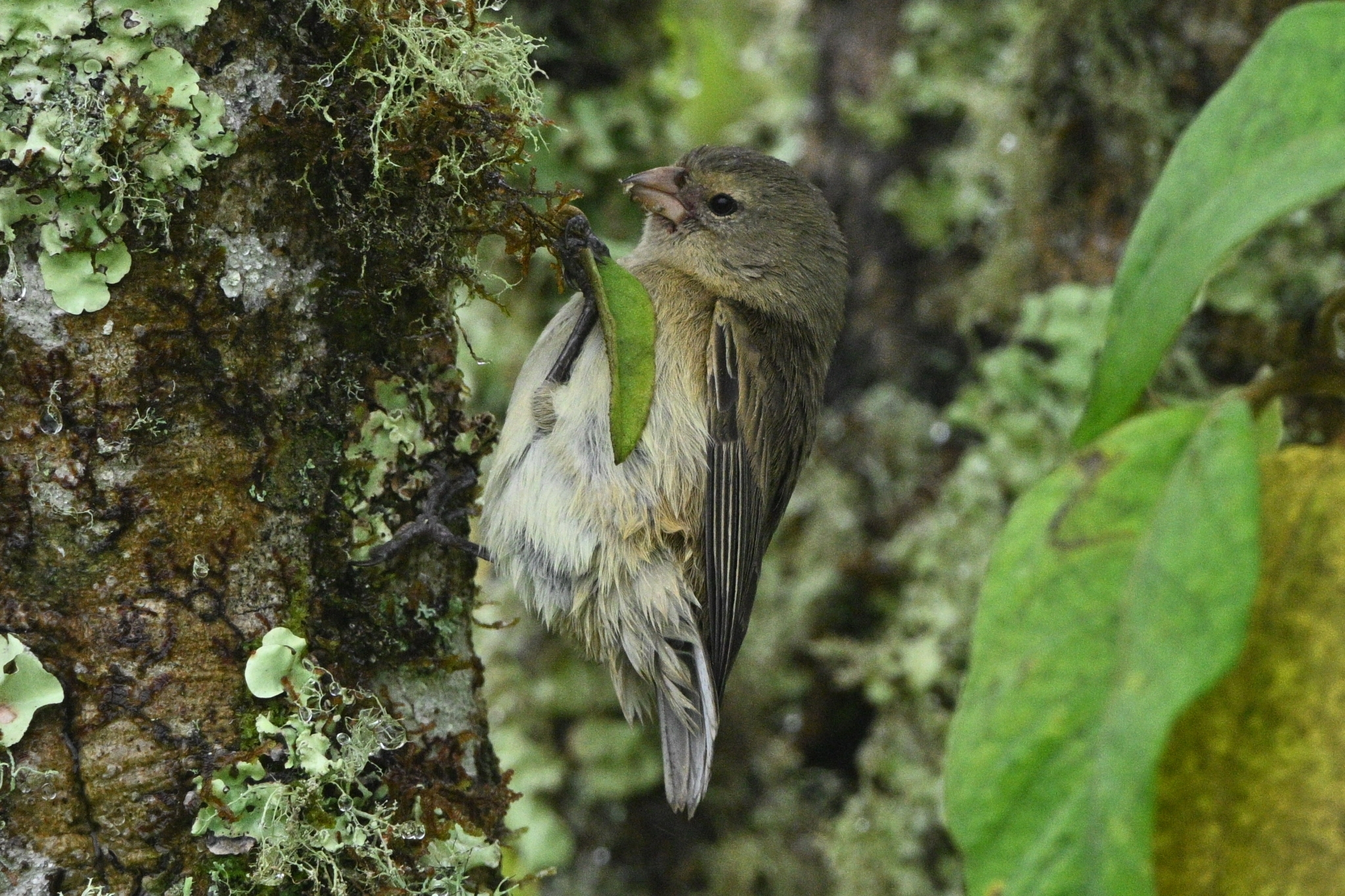 Woodpecker Finch (Camarhynchus pallidus), photo 3