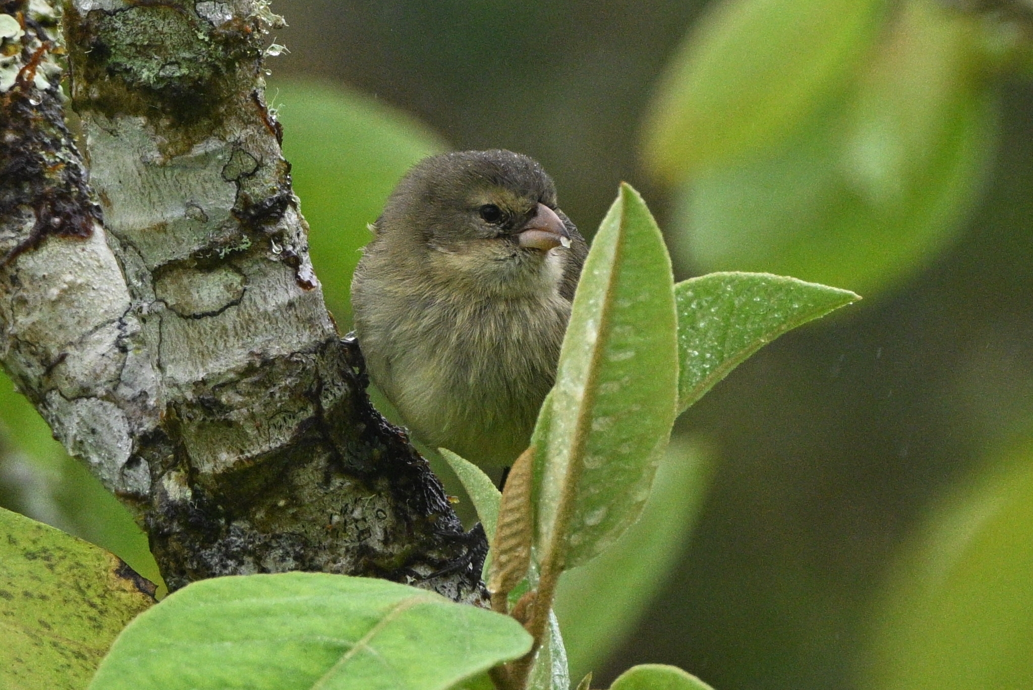 Woodpecker Finch (Camarhynchus pallidus), photo 4