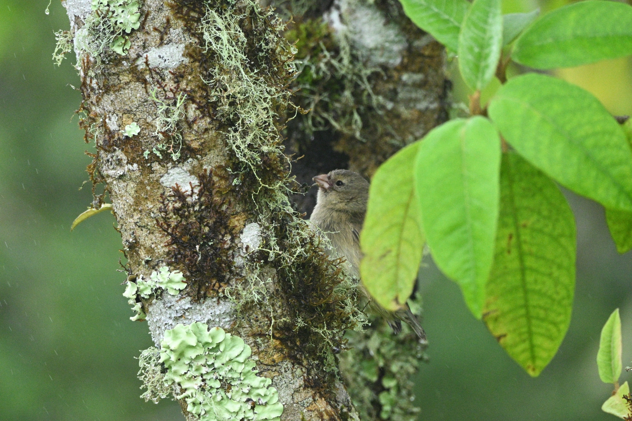 Woodpecker Finch (Camarhynchus pallidus), photo 5