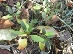 Rhododendron sichotense