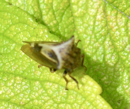 Two-horned Treehopper photo 4