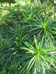 Sciadopityaceae