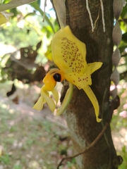 (c) Moises Maure, some rights reserved (CC BY) Stanhopea wardii, photograph (c) Moises Maure, some rights reserved (CC BY)