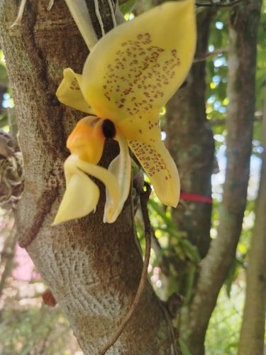 Stanhopea wardii, photograph 3