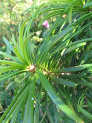 Sciadopityaceae