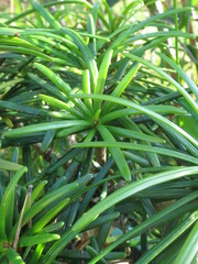 Sciadopityaceae