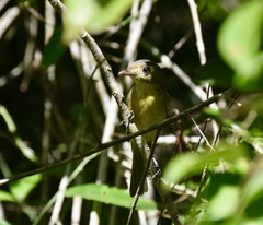Vireo gundlachii