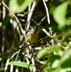Vireo gundlachii