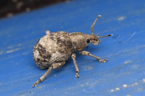 Pseudocneorhinus sellatus