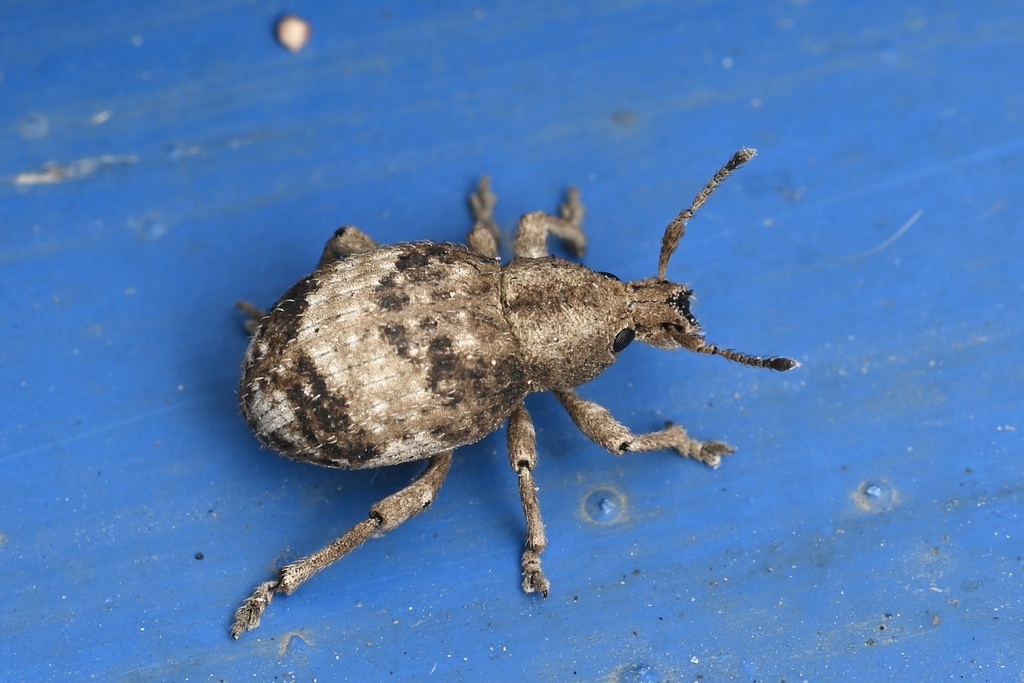 Pseudocneorhinus sellatus