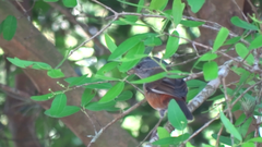 Microspingus cabanisi