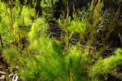Caustis blakei