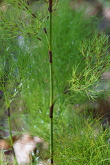Caustis blakei