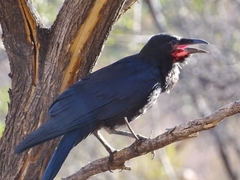Corvus bennetti