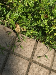 Zanthoxylum beecheyanum