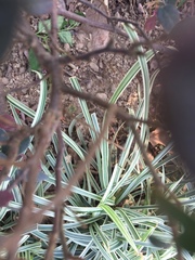 Ophiopogon jaburan