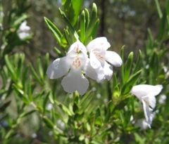 Prostanthera behriana