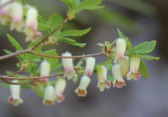 Rhododendron benhallii