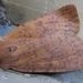 Conistra albipuncta - Photo (c) onidiras-iNaturalist, μερικά δικαιώματα διατηρούνται (CC BY-NC), uploaded by onidiras-iNaturalist