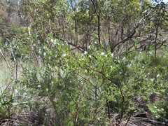 Prostanthera behriana