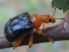 Tomapoderus ruficollis