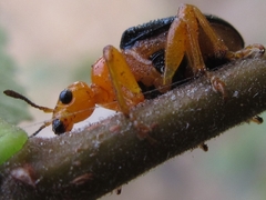 Tomapoderus ruficollis