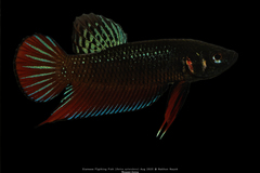 Siamese Fighting Fish photo 1