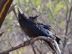 Corvus bennetti