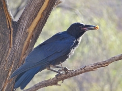 Corvus bennetti