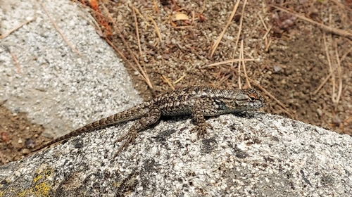 iNaturalist observation photo of Western Fence Lizard