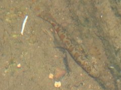 Liniparhomaloptera disparis